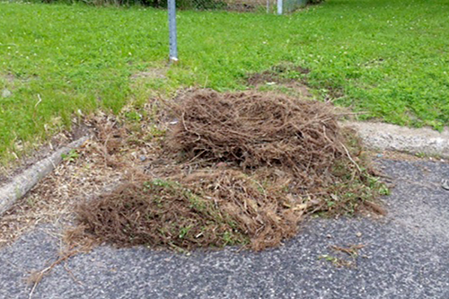 Nottoyage des débris d'herbes